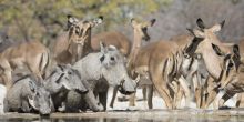 Ongava Tented Camp, Etosha National Park, Namibia