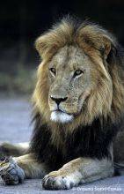 Onguma Tented Camp, Etosha National Park, Namibia