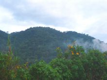 Beautiful flowers on the mountains at Buhoma Lodge Bwindi, Bwindi Impenetrable Forest, Uganda (Mango Staff photo)