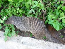 A visit from a local critter at Mweya Safari Lodge, Queen Elizabeth National Park, Uganda (Mango Staff photo)