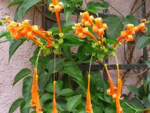 Garden splendor at Boma Lodge, Entebbe, Uganda (Mango Staff photo)