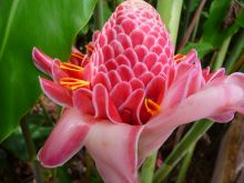 Garden splendor at Boma Lodge, Entebbe, Uganda (Mango Staff photo)