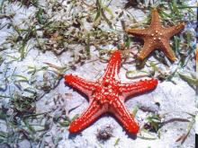 Pair of seastars at Chumbe Island Coral Park, Zanzibar, Tanzania