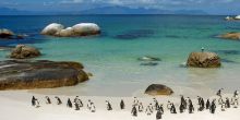 Penguins Boulders Beach