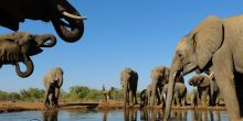 Mashatu Lodge, Mashatu Game Reserve, Botswana