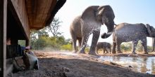 Mashatu Lodge, Mashatu Game Reserve, Botswana