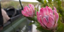 Pink Protea on a scenic drive