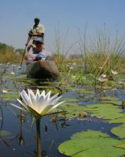 Pom Pom Camp, Okavango Delta, Botswana