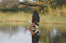 Pom Pom Camp, Okavango Delta, Botswana