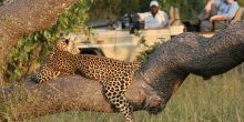 Timbavati Safari Lodge