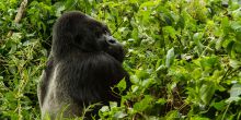 Bisate Lodge Gorilla