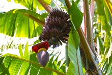 Red bananas at Arumeru River Lodge, Arusha, Tanzania