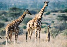 Reticulated Giraffe