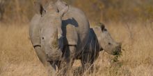 Sabi Sands Rhino