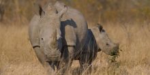 Sabi Sabi White Rhino