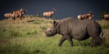 Lamai Serengeti, Serengeti National Park, Tanzania