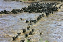 Wildebeest migration river crossing