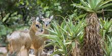 Royal Madikwe, Madikwe Game Reserve, South Africa