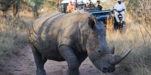 A rare encounter with a rhino at Royal Malewane, Kruger National Park, South Africa