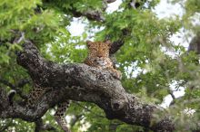 A leopard relaxes in a tree at Royal Malewane, Kruger National Park, South Africa