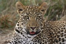 A leopard waits patiently at Royal Malewane, Kruger National Park, South Africa