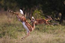 A springy impala flees from predators at Royal Malewane, Kruger National Park, South Africa