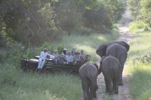 A trio of elephants pass by the game drive vehicle at Royal Malewane, Kruger National Park, South Africa