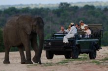 Meeting an elephant during a game drive at Royal Malewane, Kruger National Park, South Africa