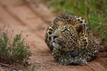 A curious leopard at Royal Malewane, Kruger National Park, South Africa