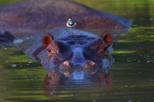 A hippo and his friend at Royal Malewane, Kruger National Park, South Africa