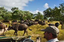 An up-close encounter with the herds during a game drive at Royal Malewane, Kruger National Park, South Africa