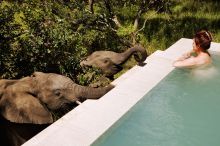 A pair of charming elephants taking a drink from the pool at Royal Malewane, Kruger National Park, South Africa