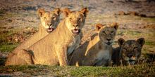 Royal Zambezi Lodge, Lower Zambezi National Park, Zambia