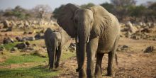 Ruaha River Lodge 