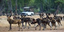 Ruckomechi Camp, Mana Pools National Park, Zimbabwe