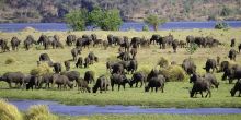 Ruckomechi Camp, Mana Pools National Park, Zimbabwe