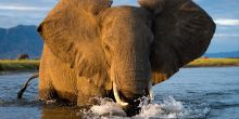 Ruckomechi Camp, Mana Pools National Park, Zimbabwe