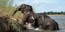 Ruckomechi Camp, Mana Pools National Park, Zimbabwe