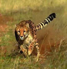 Running Cheetah