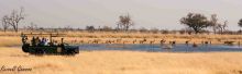 Game drive at Xakanaxa Camp, Moremi Game Reserve, Botswana (Russell Gammon)