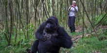 Gorilla trekking