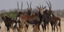 Nehimba Safari Lodge - Sable