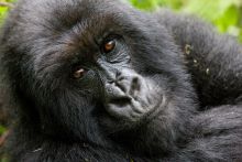 Sabyinyo Silverback Lodge, Parc National des Volcans, Rwanda