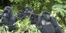 Sabyinyo Silverback Lodge, Parc National des Volcans, Rwanda