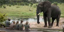 Elephant in Camp