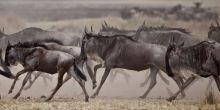 Sala's Camp Wildebeest