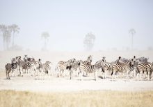 San Camp, Kalahari Desert, Botswana