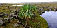 Explore the Bale Mountains, Ethiopia