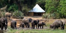 Sausage Tree Camp, Lower Zambezi National Park, Zambia