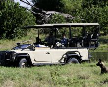 Game drive at Savuti Camp, Linyati Wetlands, Botswana (Dana Allen)